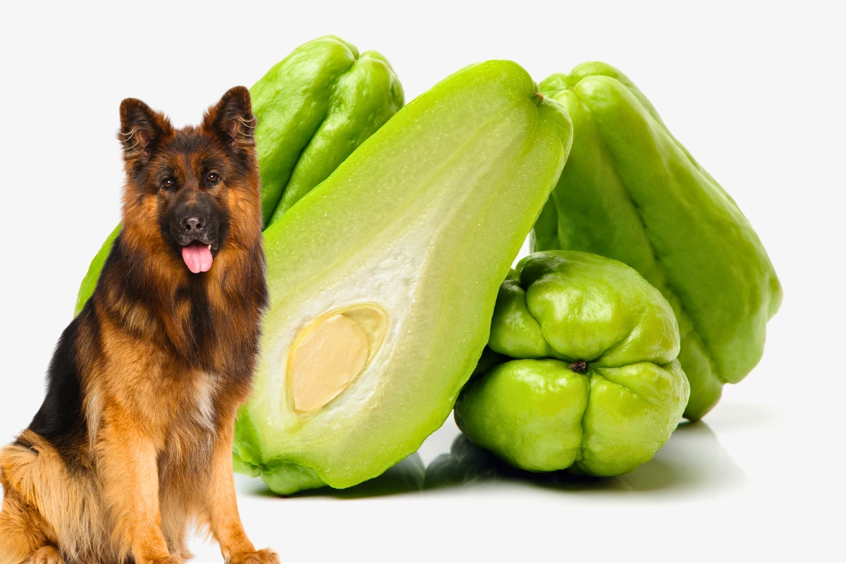 Cachorro Pode Comer Chuchu