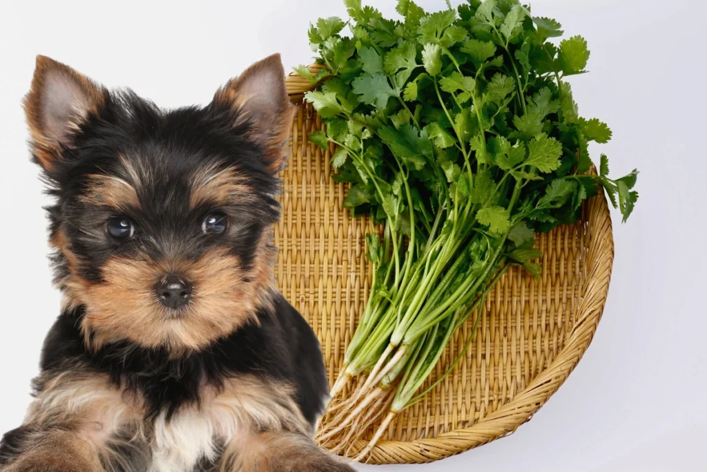 Cachorro Pode Comer Coentro