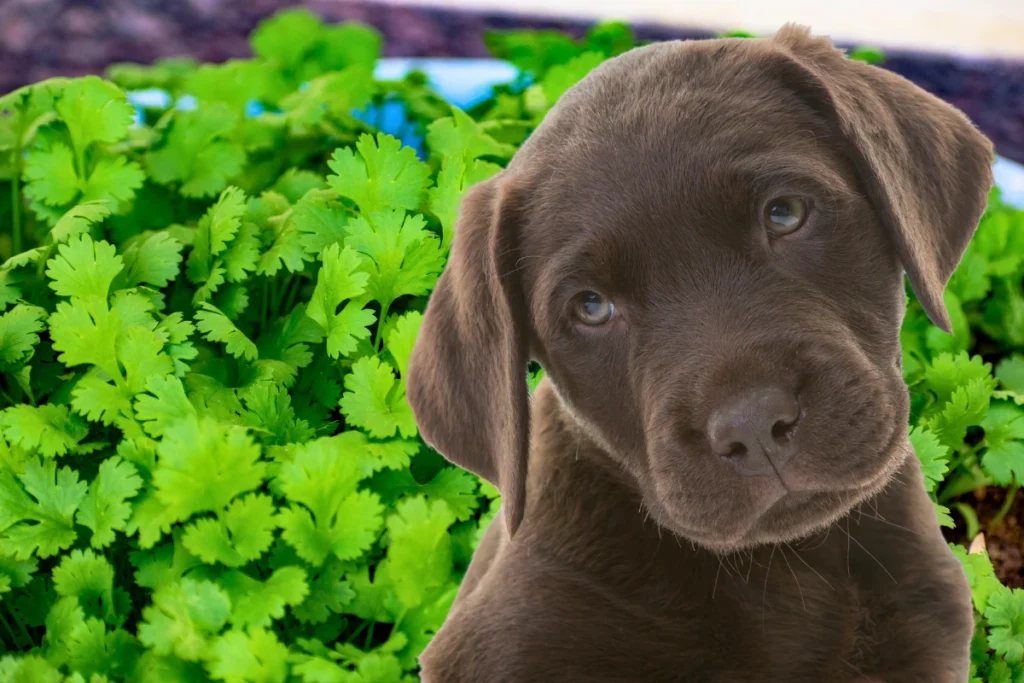 Cachorro Pode Comer Coentro
