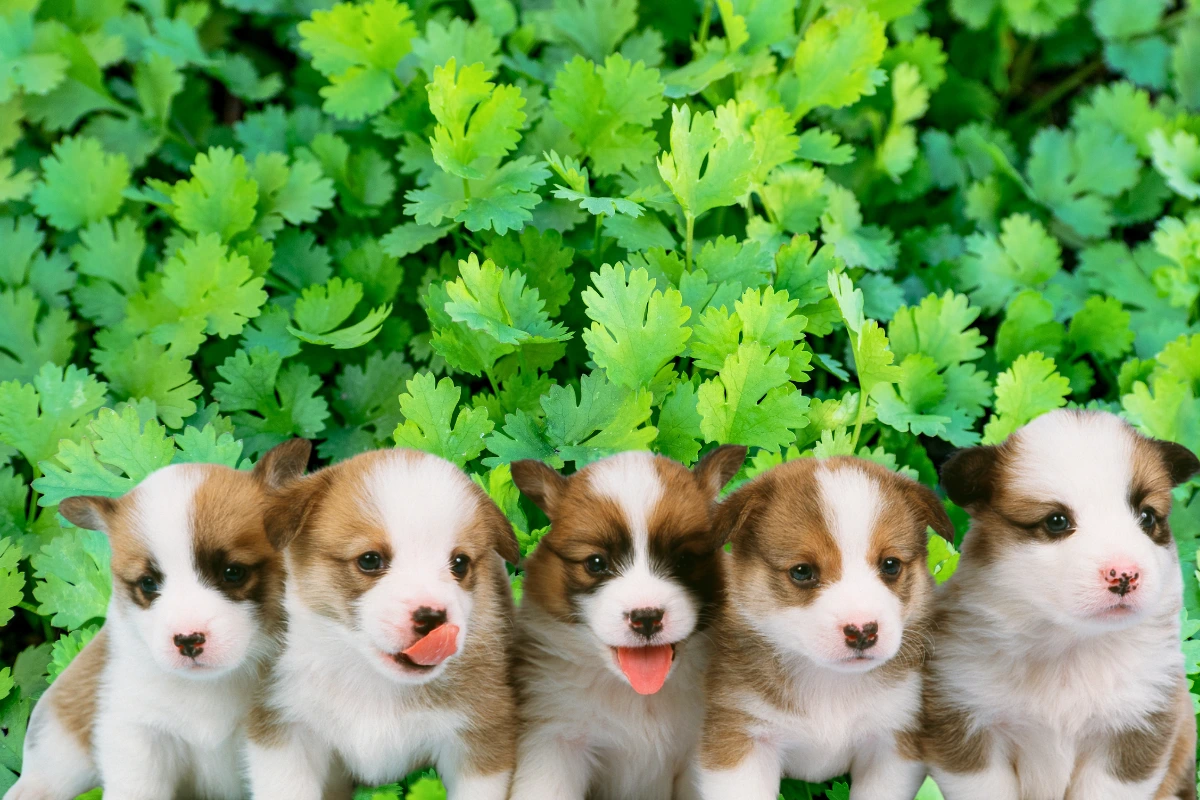 Cachorro Pode Comer Coentro