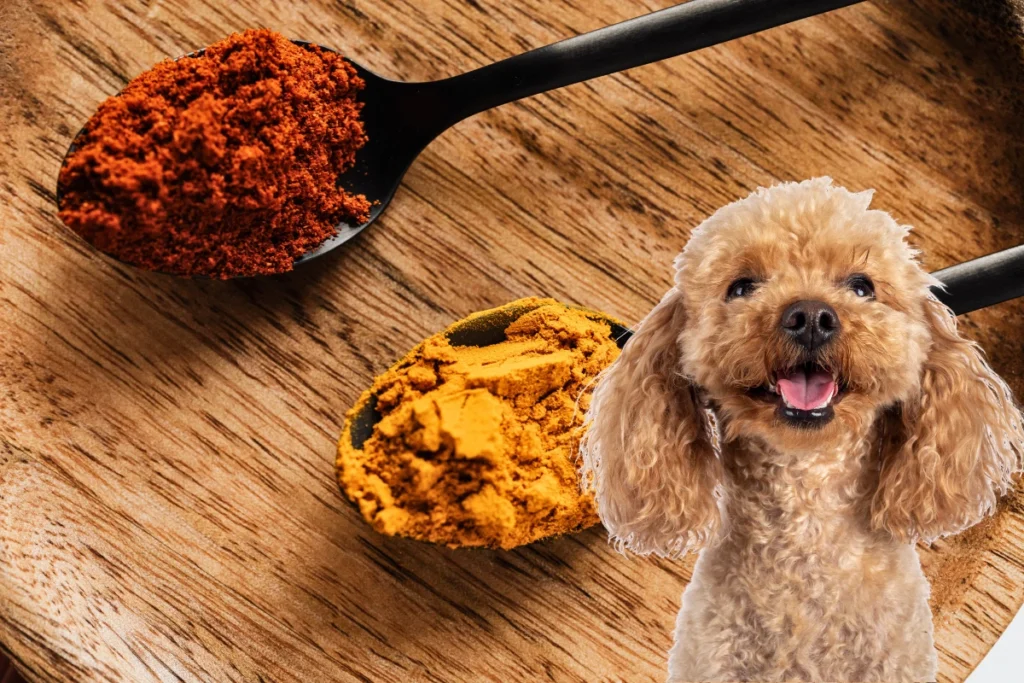 Cachorro Pode Comer Colorau