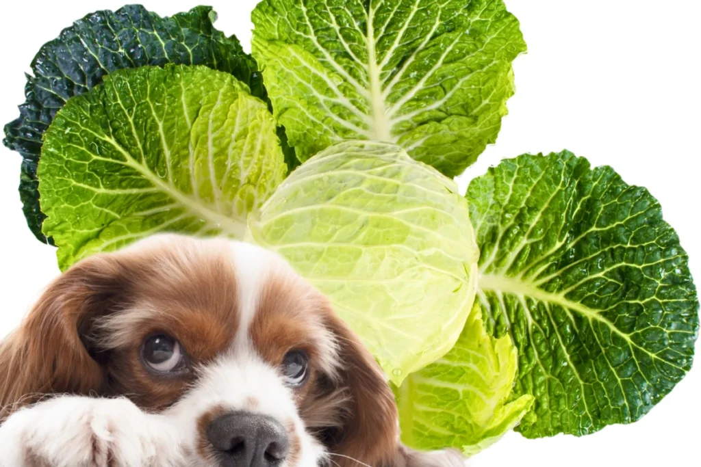 Cachorro Pode Comer Couve