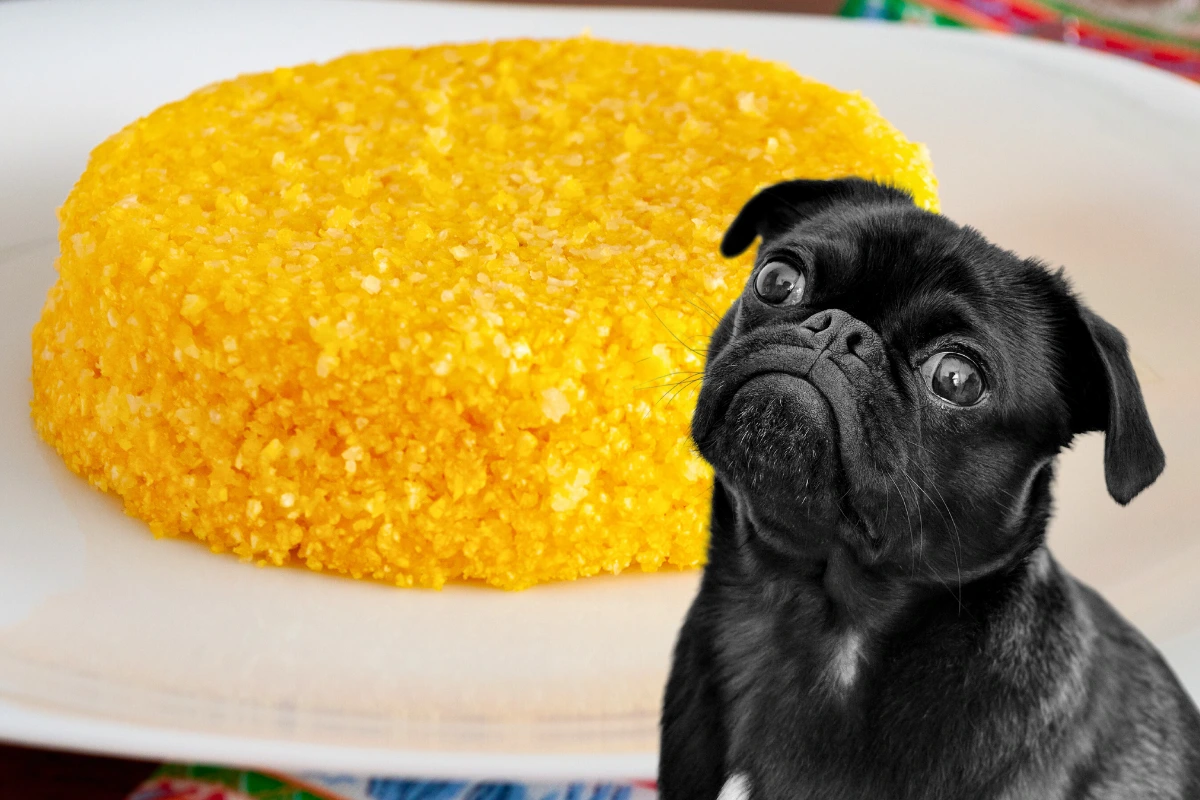 Cachorro Pode Comer Cuscuz