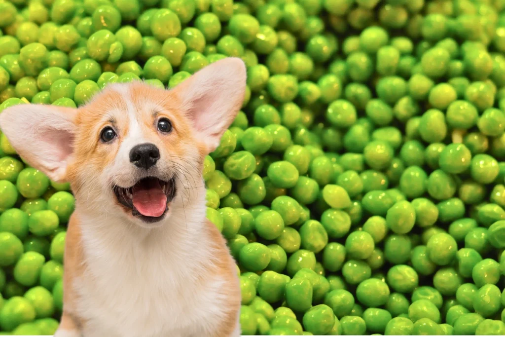 Cachorro Pode Comer Ervilha