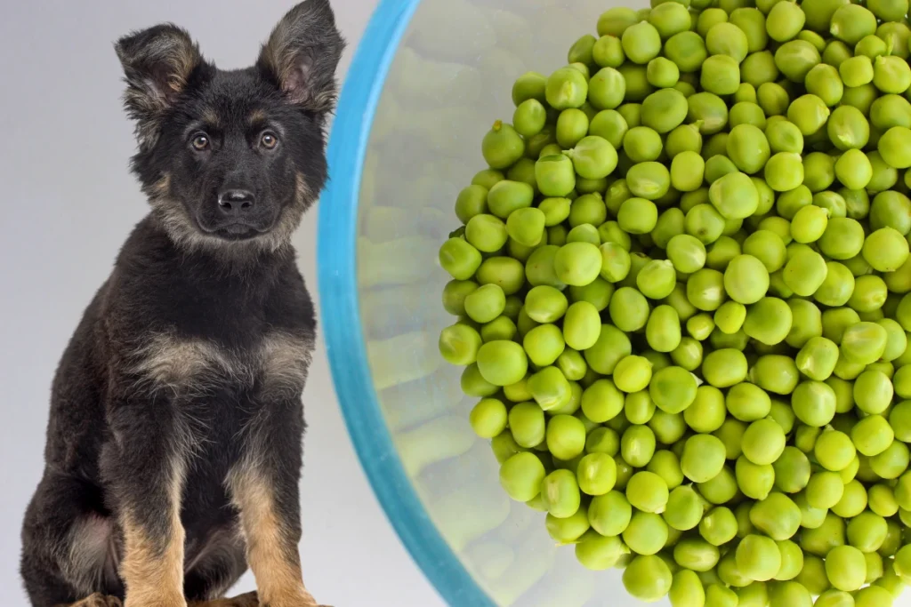 Cachorro Pode Comer Ervilha