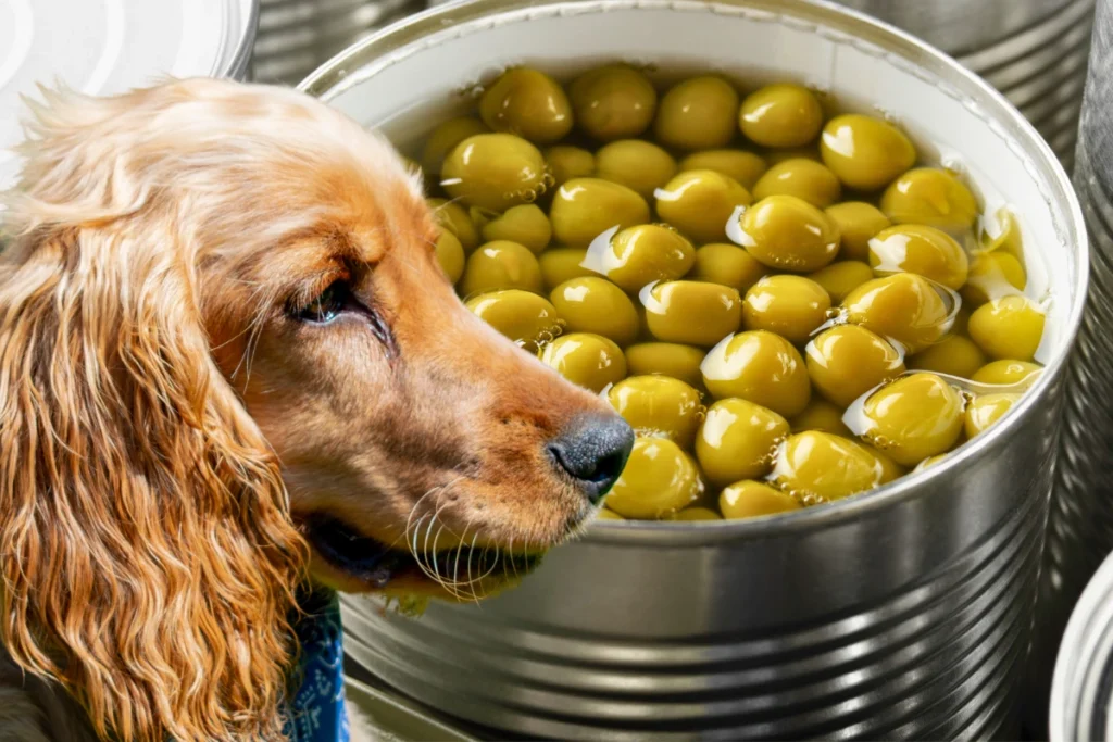 Cachorro Pode Comer Ervilha