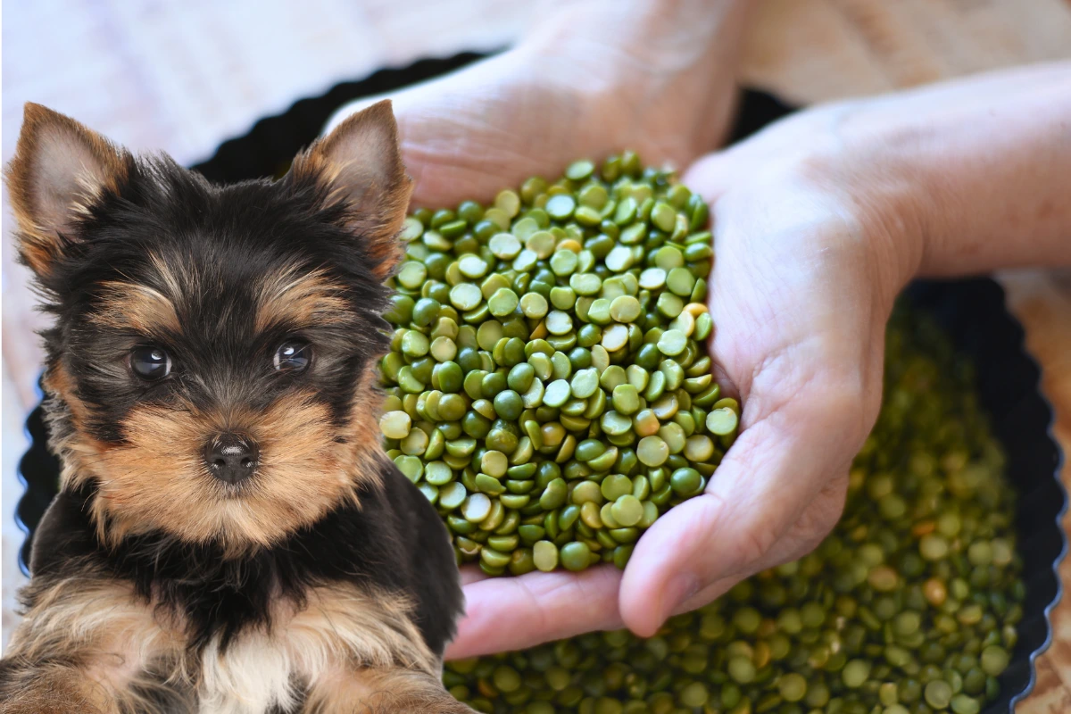 Cachorro Pode Comer Ervilha