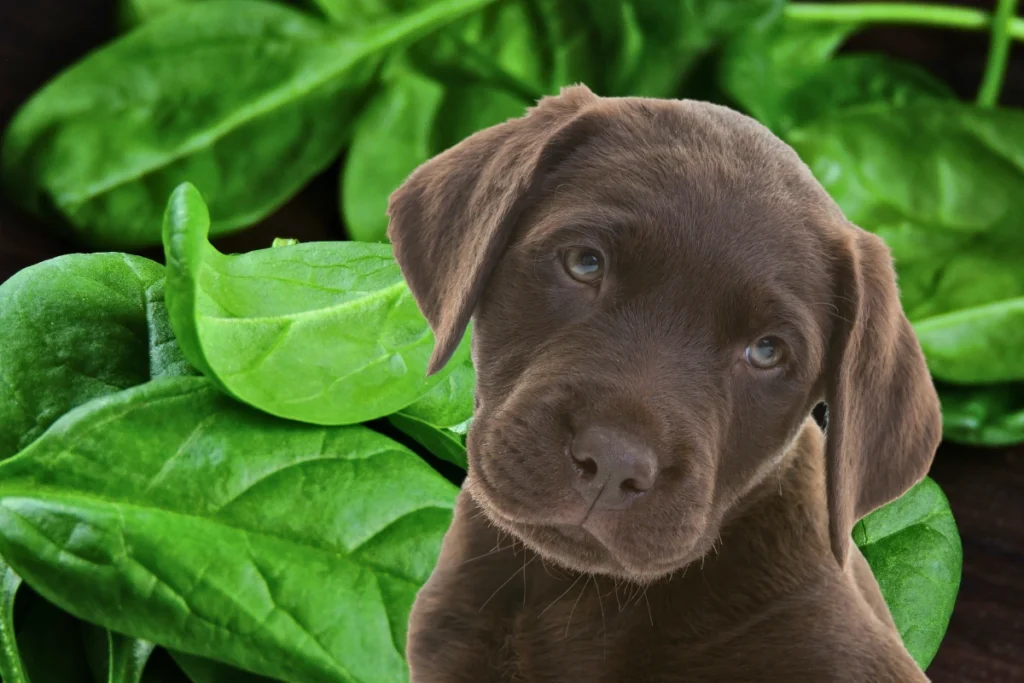 Cachorro Pode Comer Espinafre