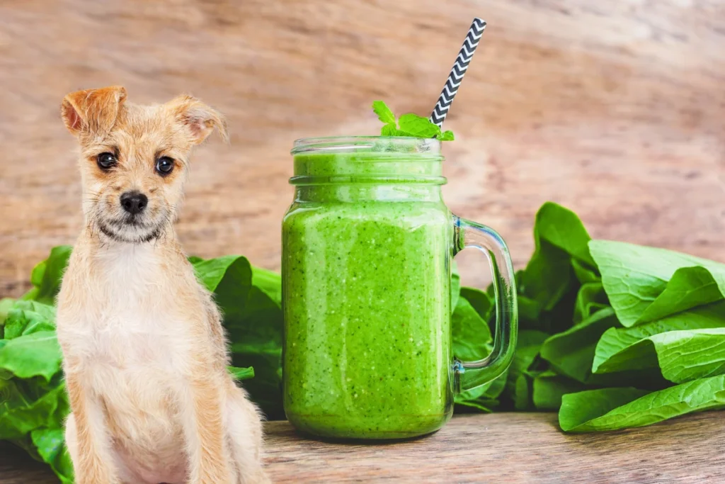 Cachorro Pode Comer Espinafre