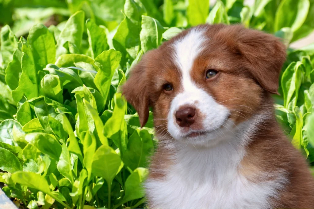 Cachorro Pode Comer Espinafre