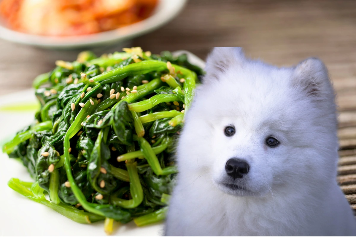 Cachorro Pode Comer Espinafre