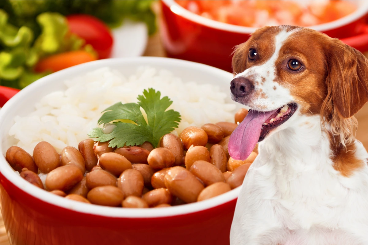 Cachorro Pode Comer Feijão