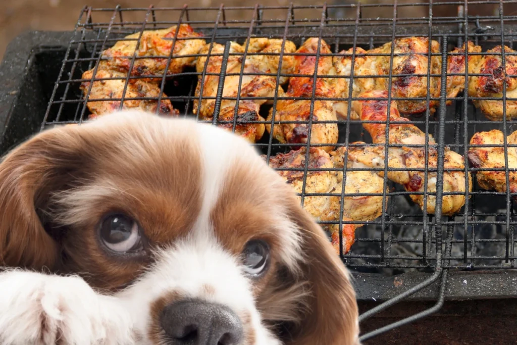 Cachorro Pode Comer Frango