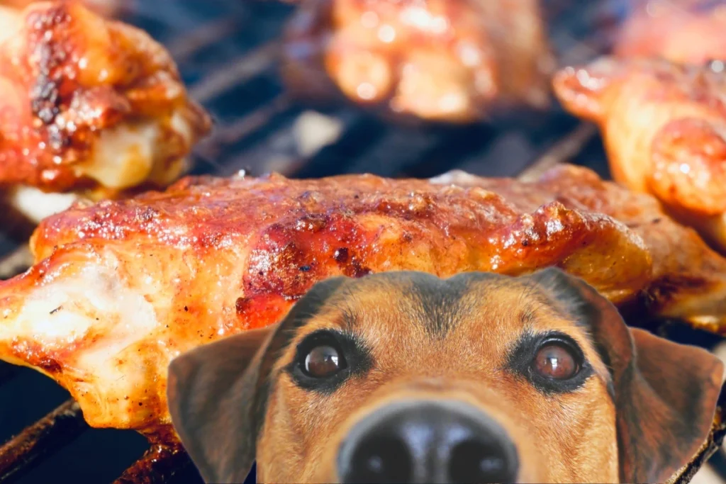 Cachorro Pode Comer Frango