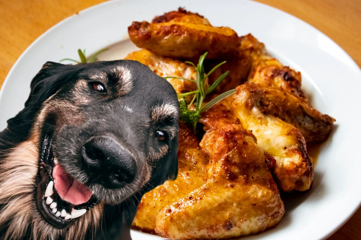 Cachorro Pode Comer Frango
