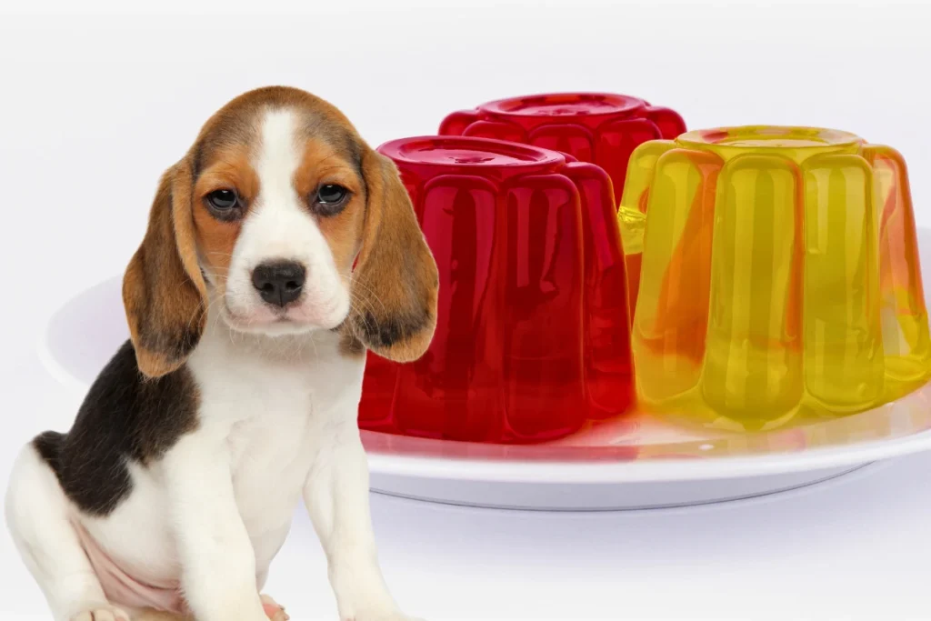 Cachorro Pode Comer Gelatina