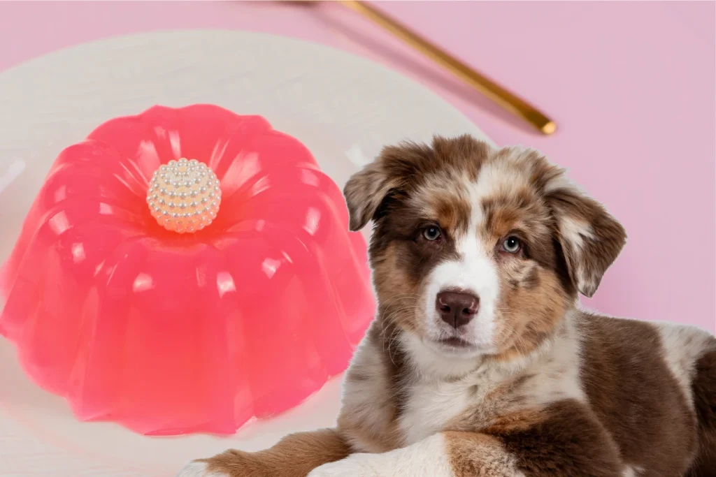 Cachorro Pode Comer Gelatina