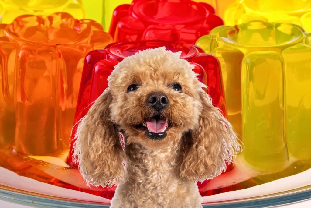 Cachorro Pode Comer Gelatina