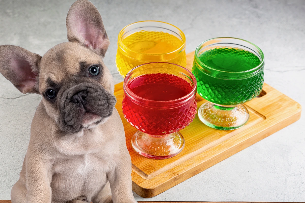 Cachorro Pode Comer Gelatina