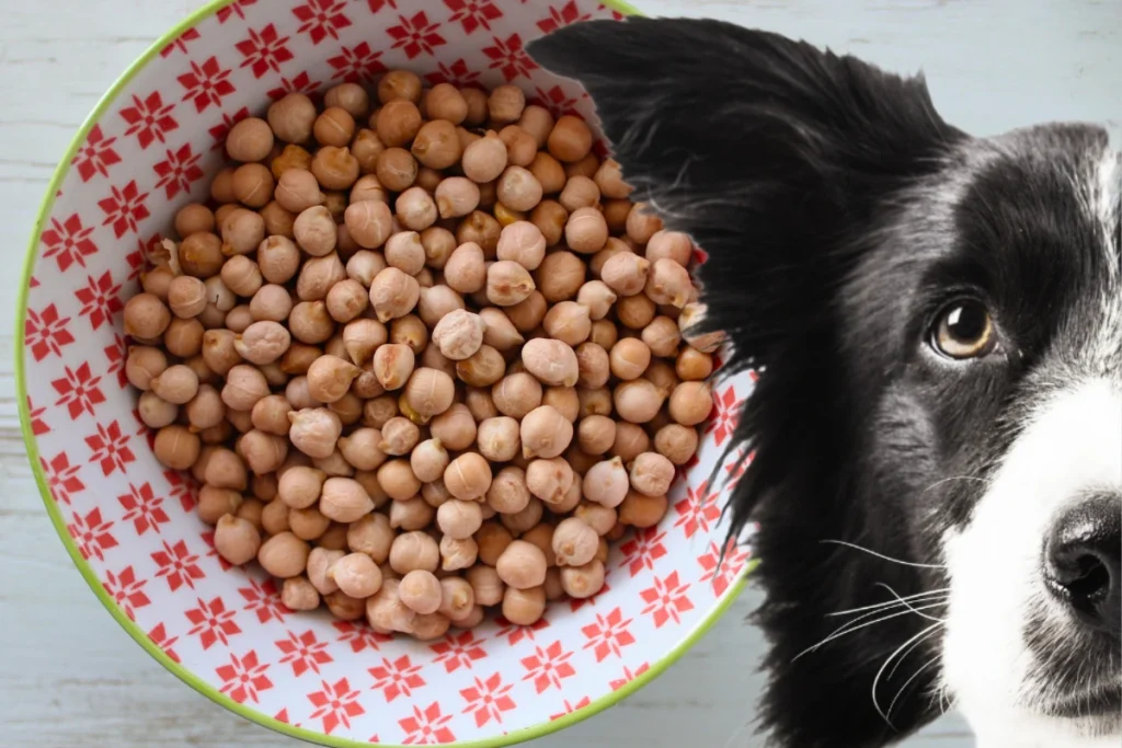 Cachorro Pode Comer Grão de Bico