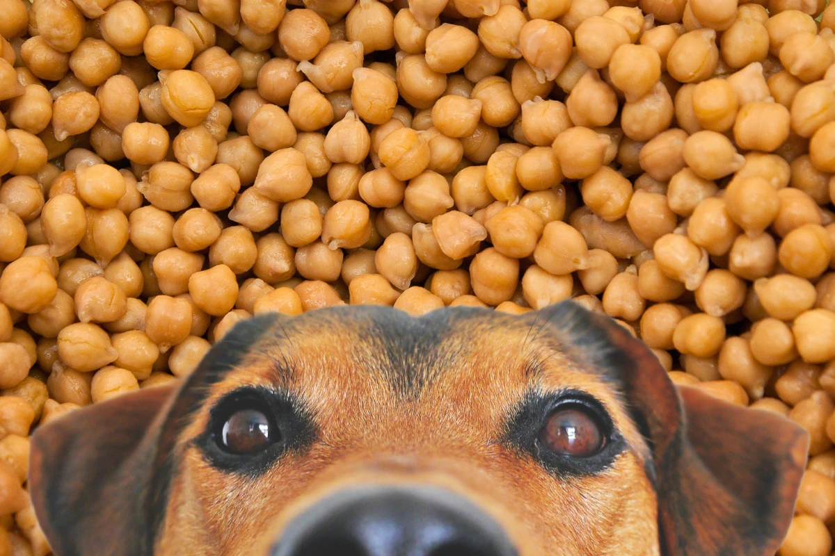 Cachorro Pode Comer Grão de Bico