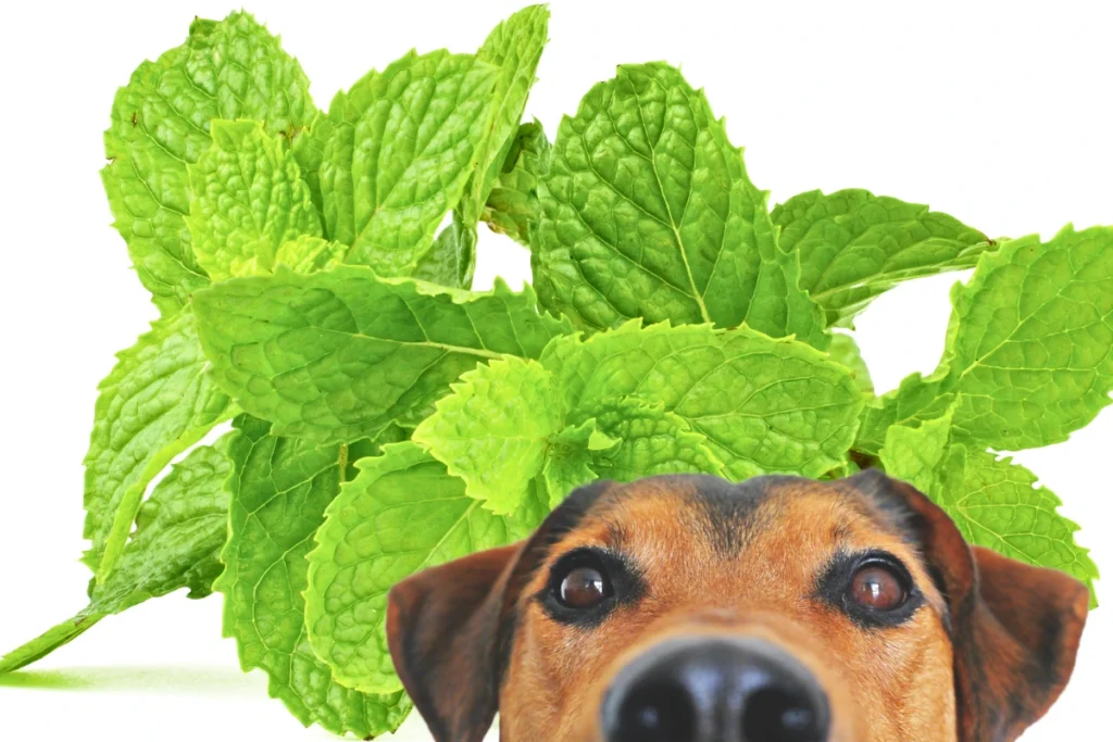 Cachorro Pode Comer Hortelã