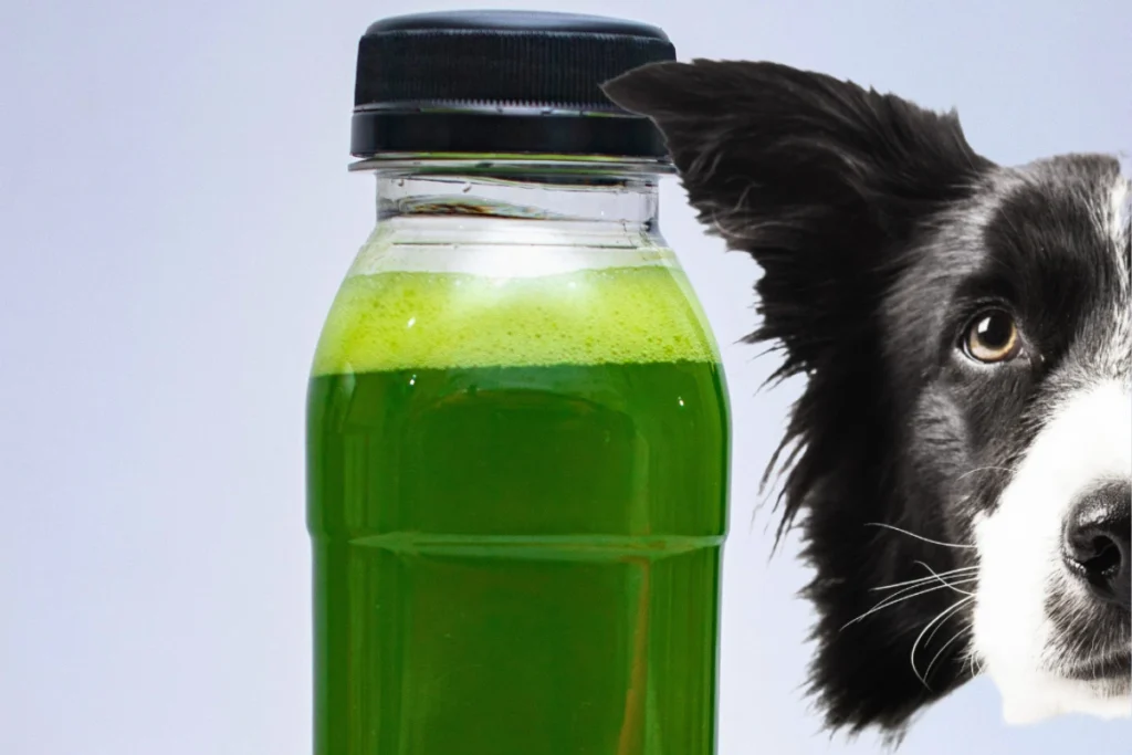 Cachorro Pode Comer Hortelã