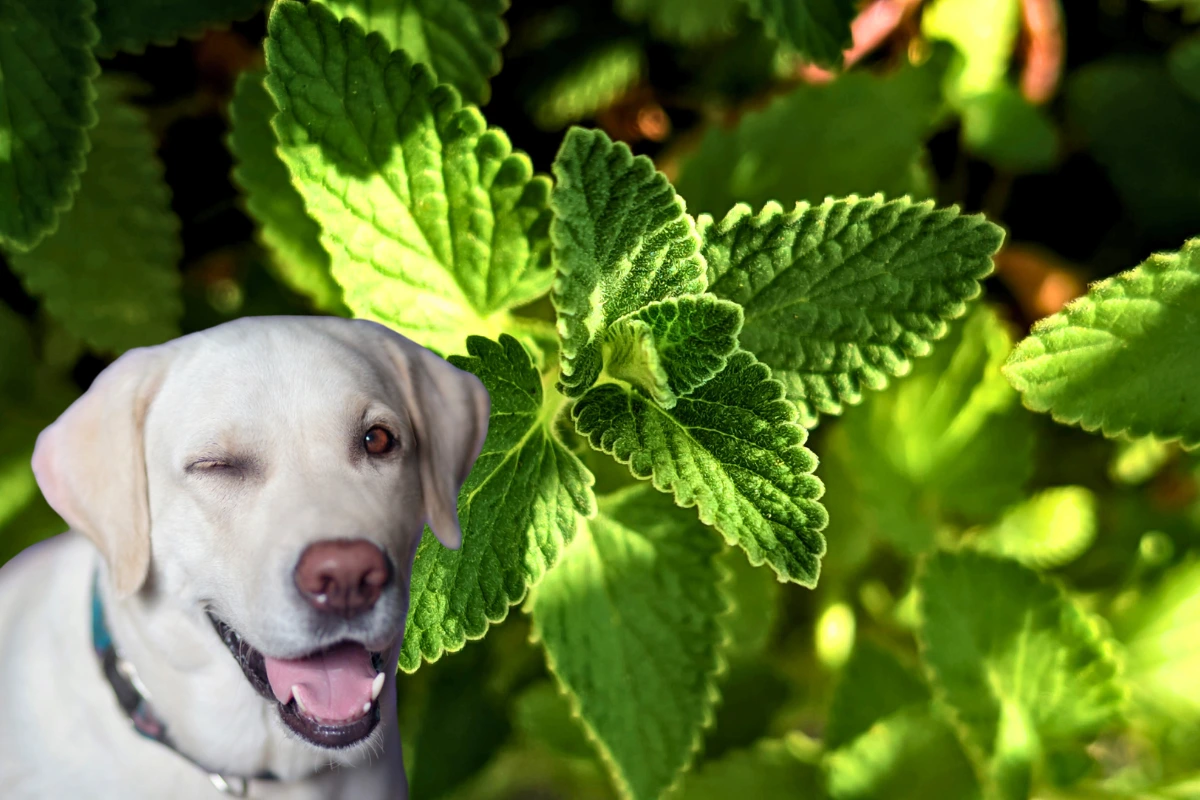 Cachorro Pode Comer Hortelã