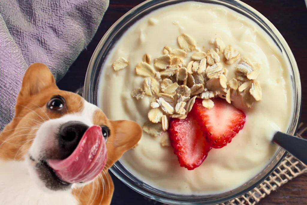 Cachorro Pode Comer Iogurte