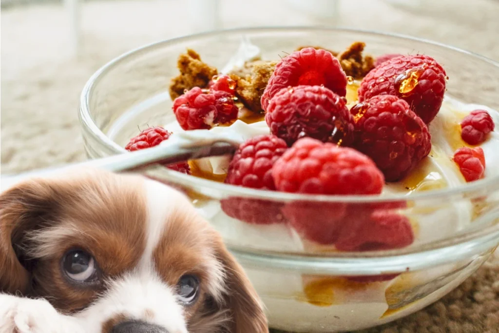 Cachorro Pode Comer Iogurte