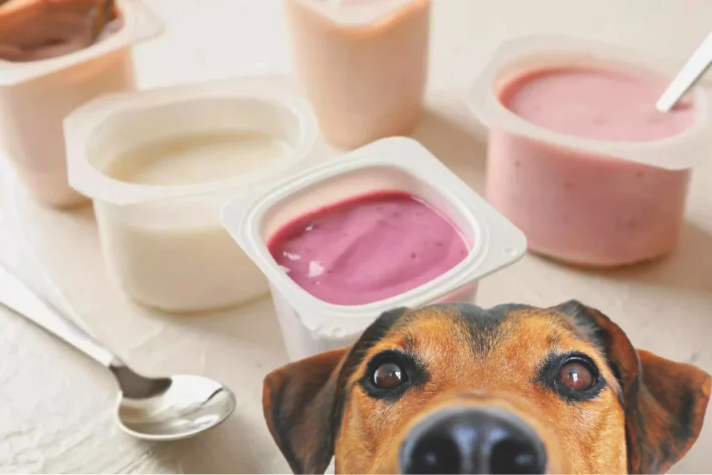 Cachorro Pode Comer Iogurte