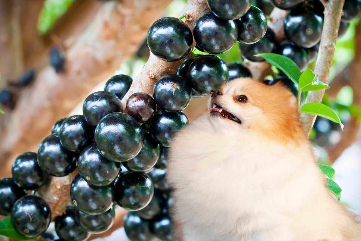 Cachorro Pode Comer Jabuticaba