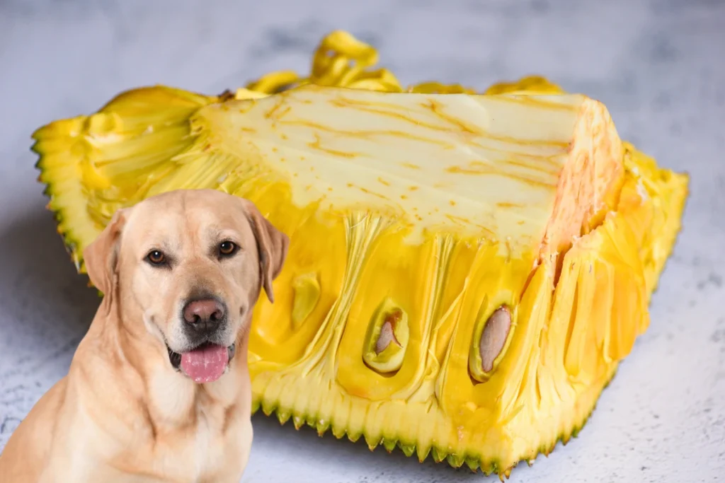 Cachorro Pode Comer Jaca
