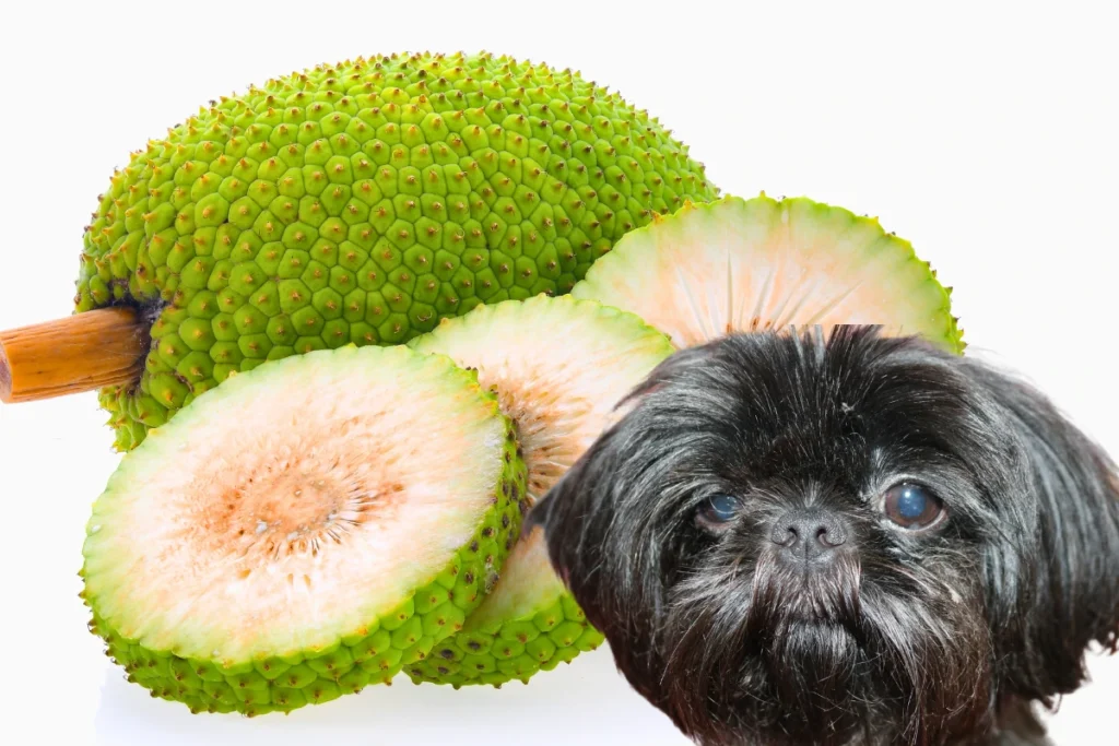 Cachorro Pode Comer Jaca