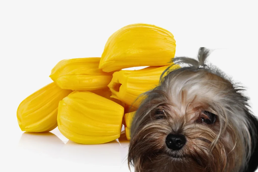 Cachorro Pode Comer Jaca