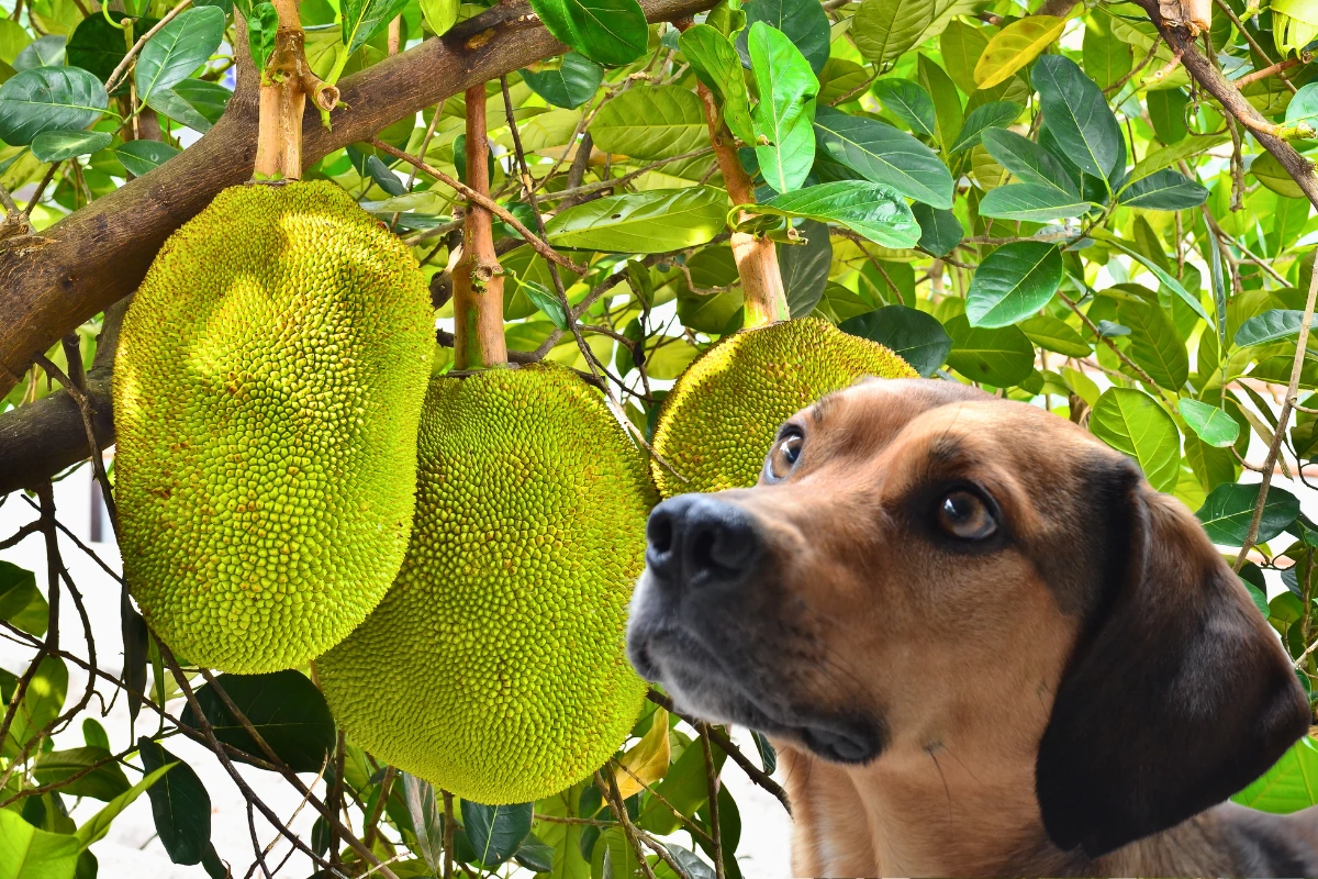 Cachorro Pode Comer Jaca