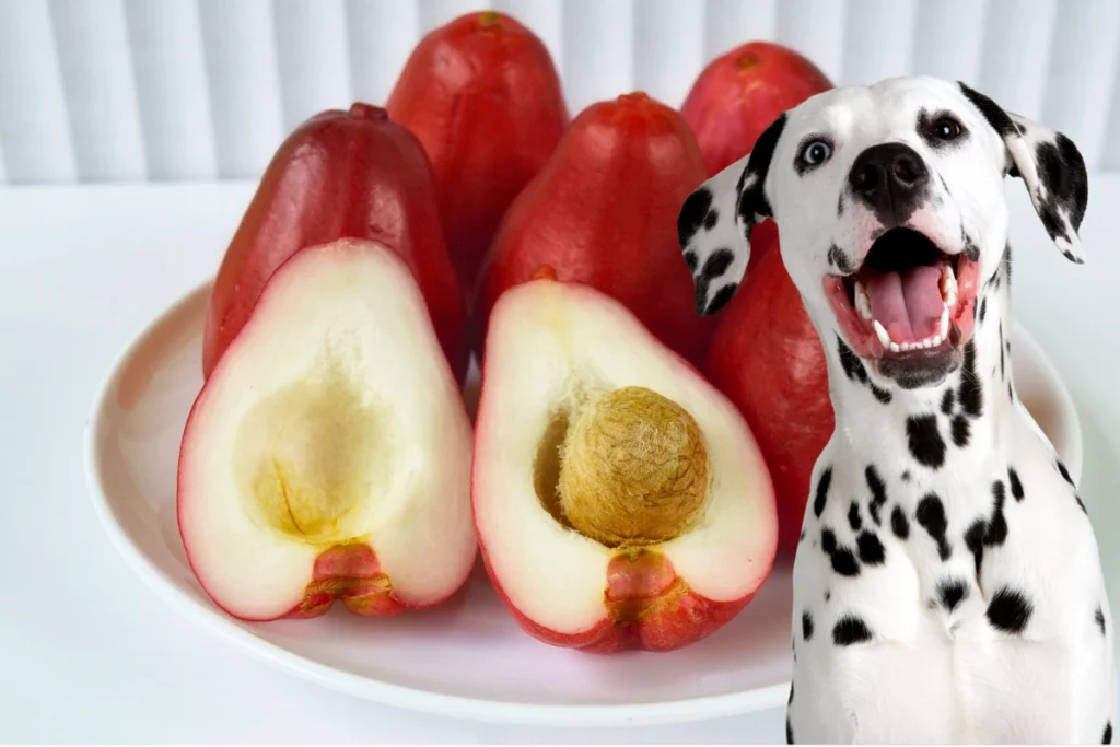 Cachorro Pode Comer Jambo