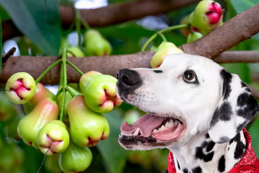 Cachorro Pode Comer Jambo