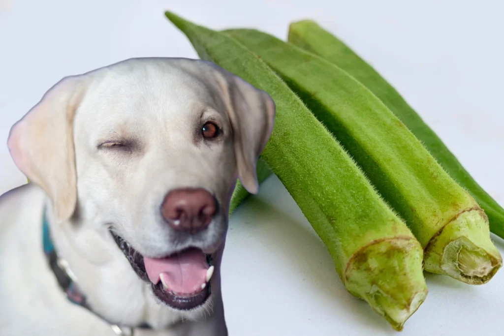 Cachorro Pode Comer Jiló