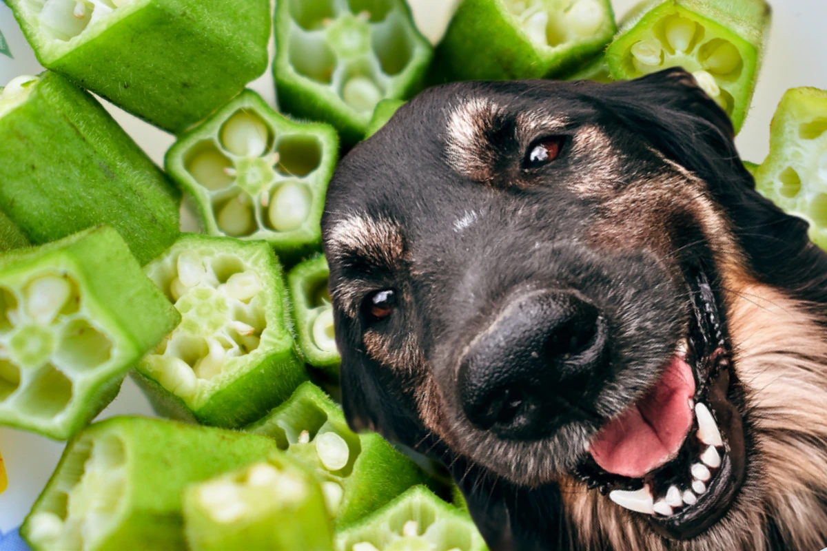 Cachorro Pode Comer Jiló