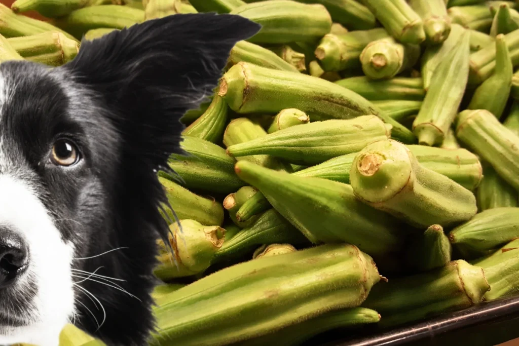 Cachorro Pode Comer Jiló