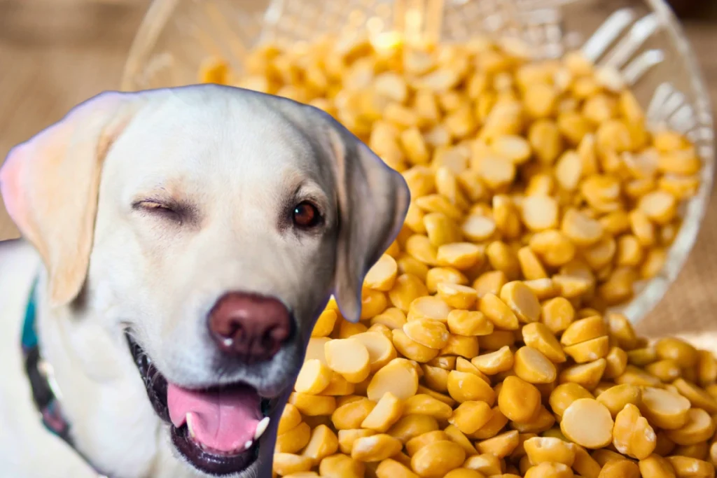 Cachorro Pode Comer Lentilha