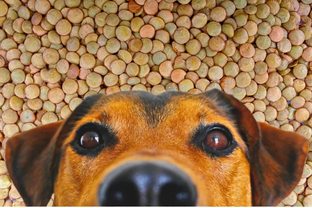 Cachorro Pode Comer Lentilha