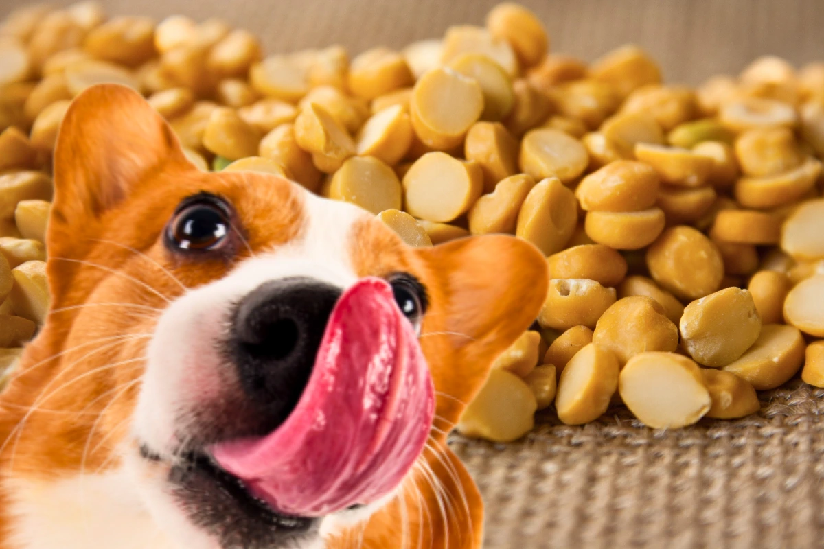 Cachorro Pode Comer Lentilha