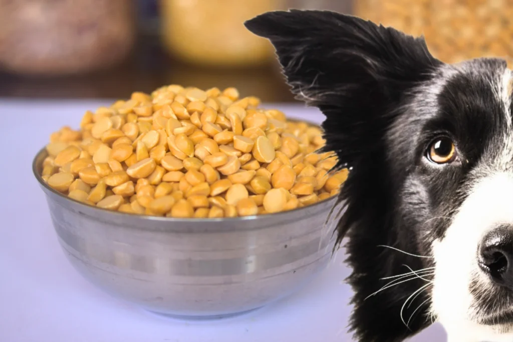 Cachorro Pode Comer Lentilha