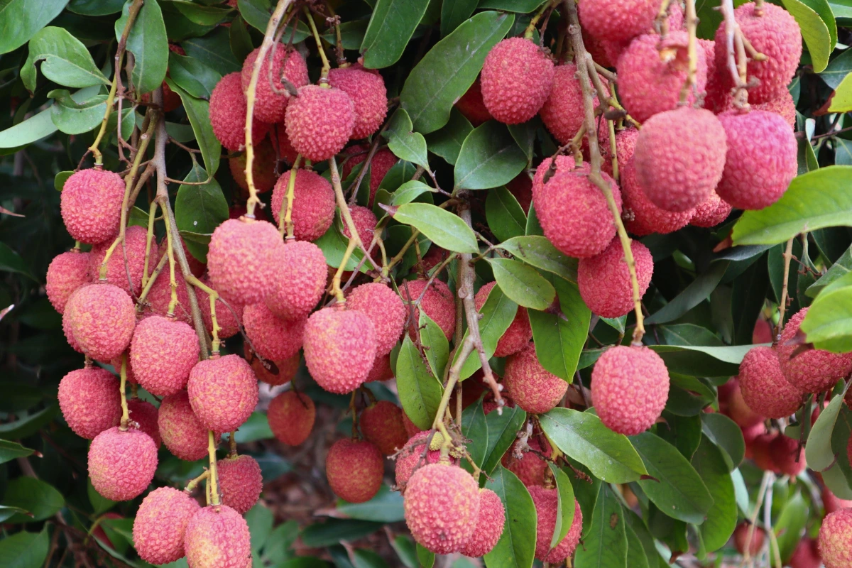 Cachorro Pode Comer Lichia