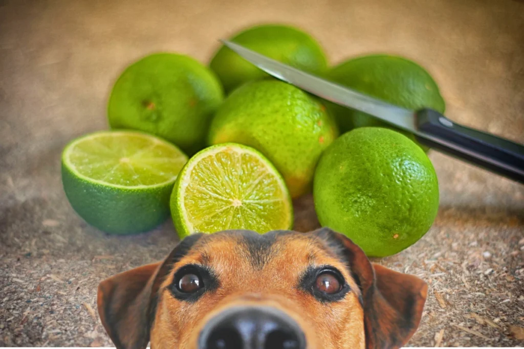 Cachorro Pode Comer Limão