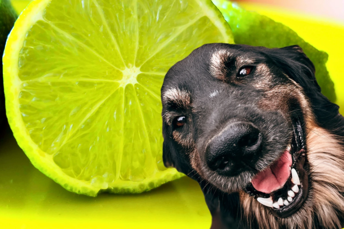 Cachorro Pode Comer Limão