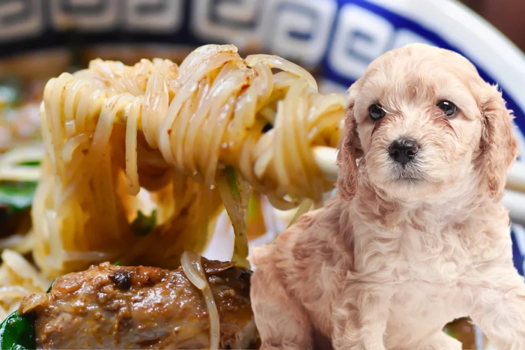 Cachorro Pode Comer Macarrão