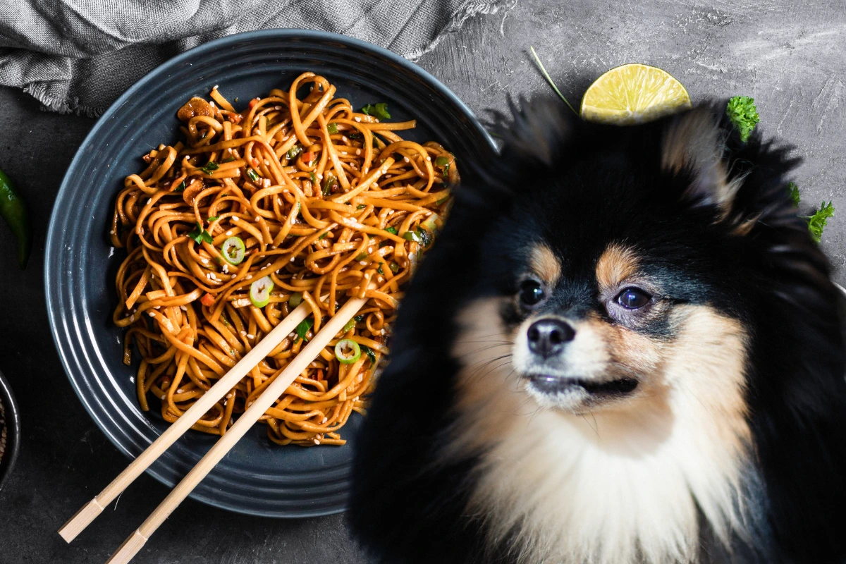 Cachorro Pode Comer Macarrão